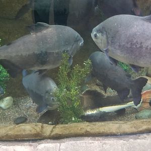 Paco, redtail catfish