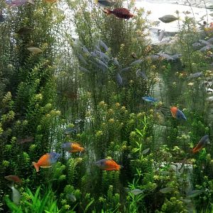 Ghost catfish, rainbowfish