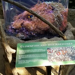 Clownfish and sea anemones