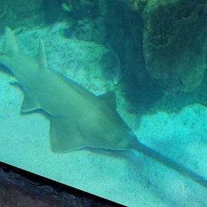 Green sawfish
