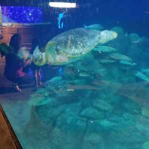 Sea turtle, unlabeled