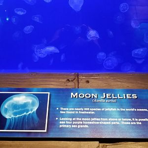 Moon jellies
