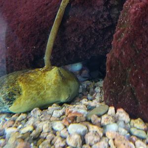Giant Pacific octopus hiding