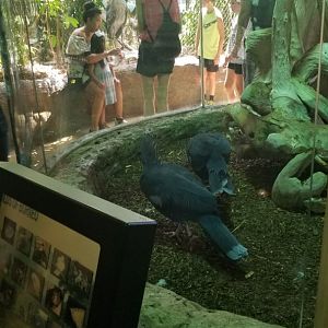 Victoria crowned pigeons, Shoebill