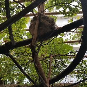 Three toed sloth