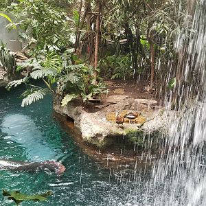 Arapaima, Antillian manatee, ducks