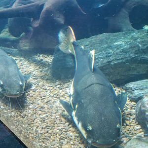 Arrau side-necked turtle, redtail catfish