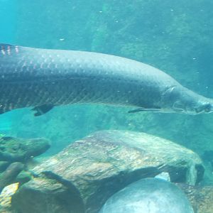 Arapaima