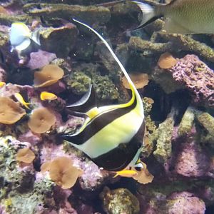 Moorish Idol