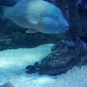 Napoleon wrasse, blue spotted ray