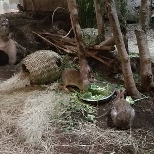 Burrowing owl, desert cottontail