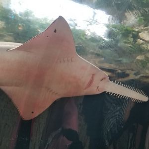 Freshwater sawfish