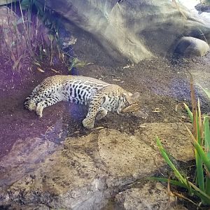 Ocelot nap time
