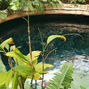 Shark cenote from above