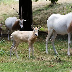 Scimitar Horned Oryx