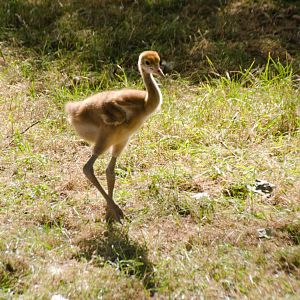 Red Crowned Crane chick