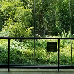 Rear gorilla enclosure