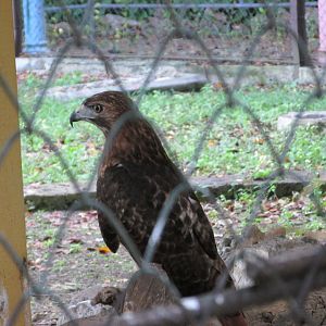 cuban red tailed hawk