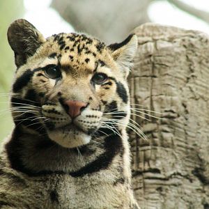Mar. 2018 - Bamboo Forest - Clouded Leopard