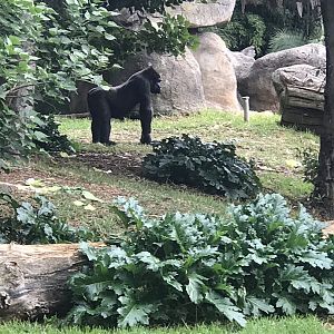 Gorilla enclosure