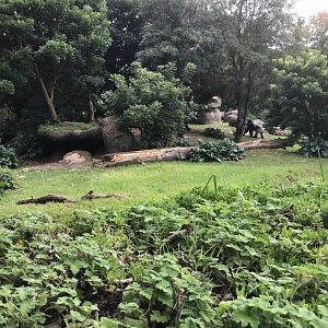 Gorilla enclosure