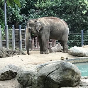 Elephant( in enclosure 3)