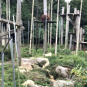Outside orangutan enclosure
