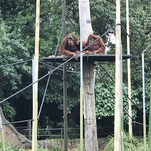 Orangutans watching.....