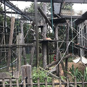Netted orangutan enclosure
