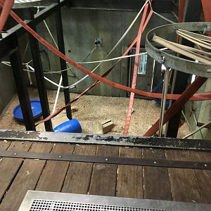 Inside orangutan dayroom