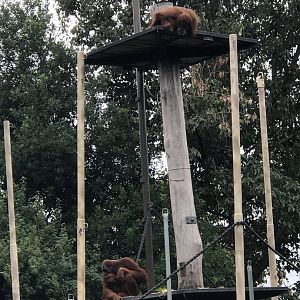 Orangutan on top tower