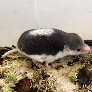 (Diplomesodon pulchellum) Piebald shrew