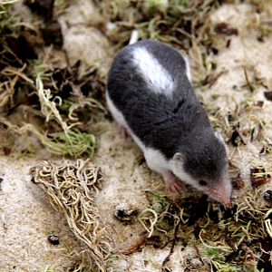 (Diplomesodon pulchellum) Piebald shrew