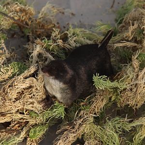 (Neomys fodiens) Eurasian Water Shrew
