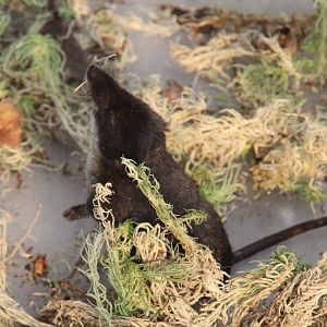 (Neomys fodiens) Eurasian Water Shrew