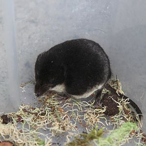 (Neomys fodiens) Eurasian Water Shrew