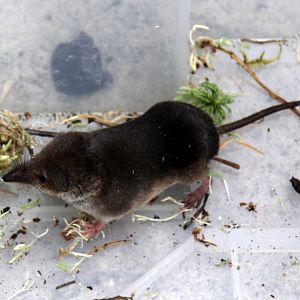 (Sorex araneus) Common shrew