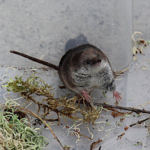 (Sorex araneus) Common shrew
