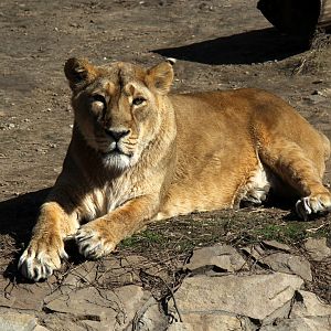 (Panthera leo persica) Asiatic lion