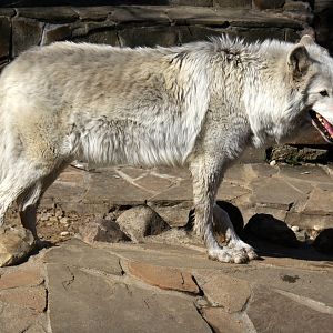 Tundra wolf (Canis lupus albus)