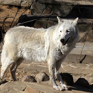 Tundra wolf (Canis lupus albus)