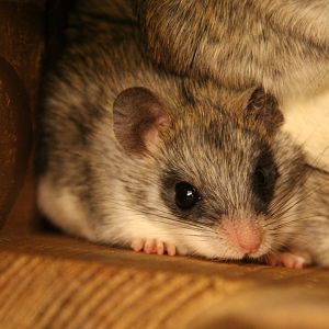 Acacia rat (Thallomys paedulcus)