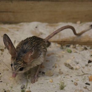 (Euchoreutes naso) Long-eared jerboa