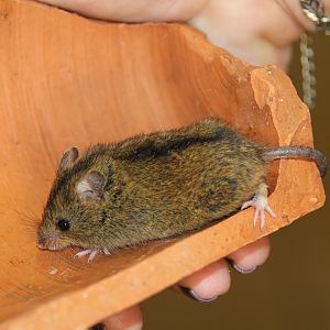 (Sicista betulina) Northern birch mouse
