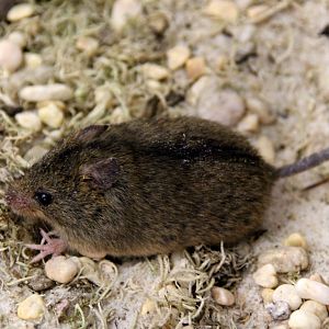 (Sicista betulina) Northern birch mouse