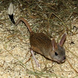 (Allactaga major) Great jerboa