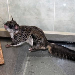 (Hylopetes alboniger) Particoloured flying squirrel