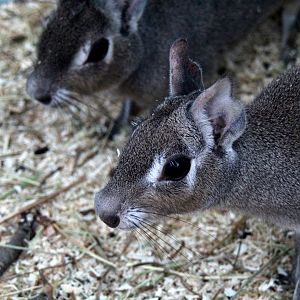 (Dolichotis salinicola) Chacoan mara