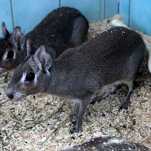 (Dolichotis salinicola) Chacoan mara