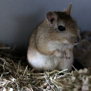 (Meriones vinogradovi) Vinogradov's jird